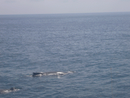 Whale in the Massachusetts Bay, from the Whale Watch boat