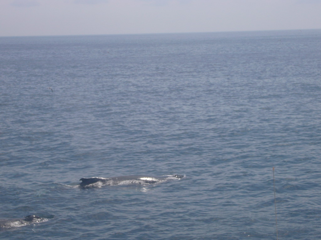 Whale in the Massachusetts Bay, from the Whale Watch boat