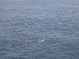 Whale in the Massachusetts Bay, from the Whale Watch boat