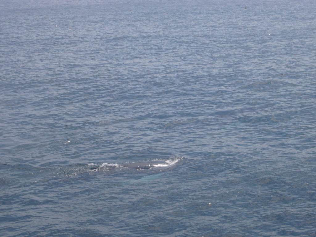 Whale in the Massachusetts Bay, from the Whale Watch boat