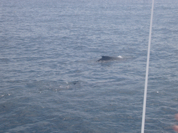Whales in the Massachusetts Bay, from the Whale Watch boat
