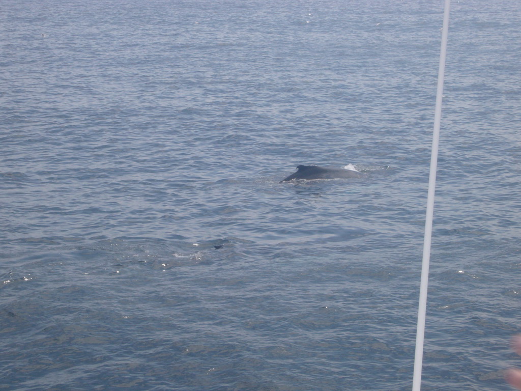 Whales in the Massachusetts Bay, from the Whale Watch boat