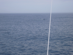 Whale in the Massachusetts Bay, from the Whale Watch boat