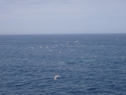 Whale and birds in the Massachusetts Bay, from the Whale Watch boat