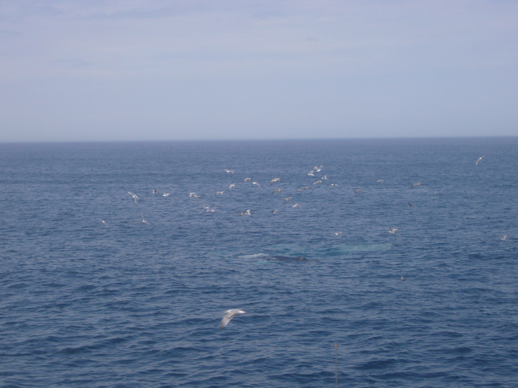 Whale and birds in the Massachusetts Bay, from the Whale Watch boat