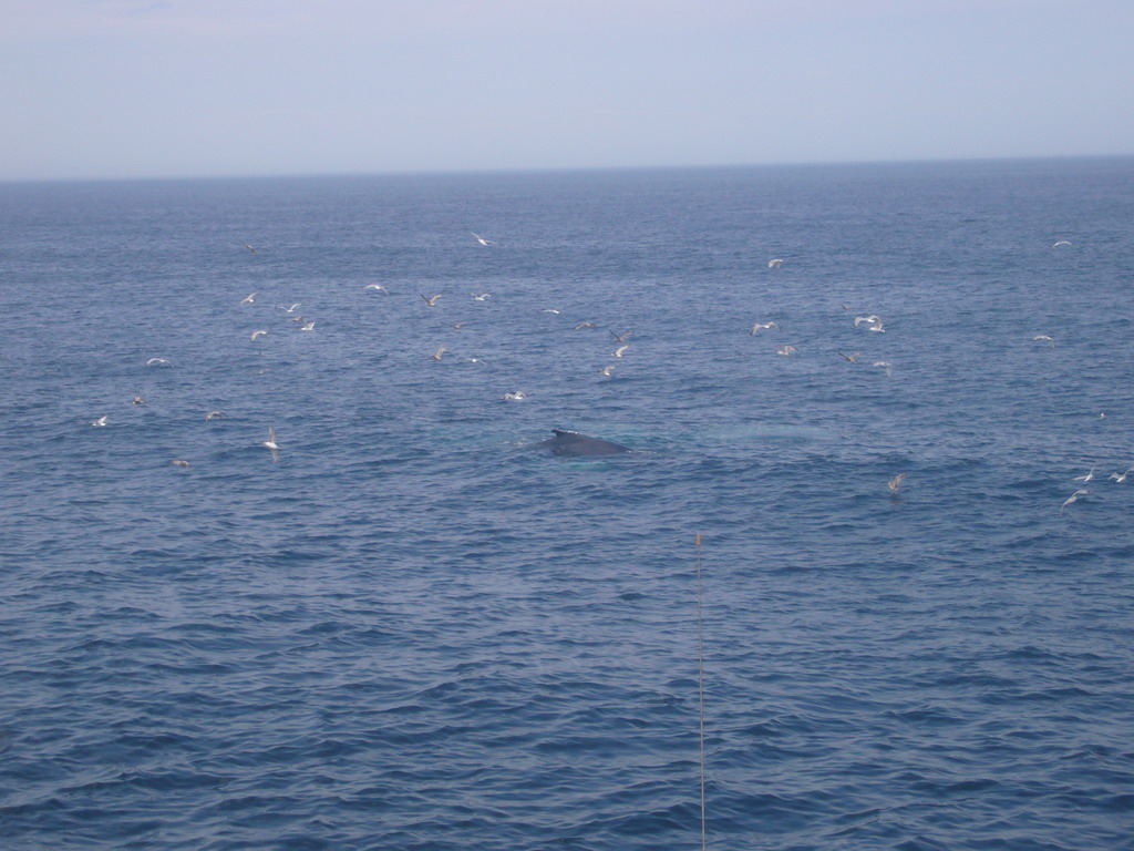 Whale and birds in the Massachusetts Bay, from the Whale Watch boat