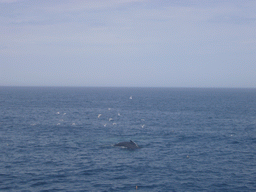 Whale and birds in the Massachusetts Bay, from the Whale Watch boat