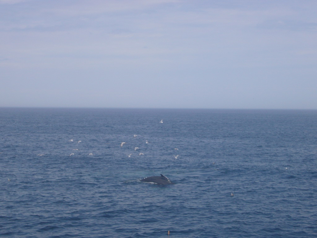 Whale and birds in the Massachusetts Bay, from the Whale Watch boat