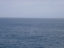 Whale and birds in the Massachusetts Bay, from the Whale Watch boat
