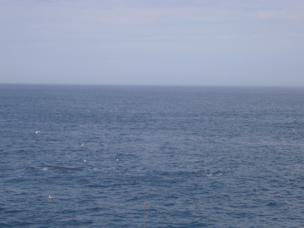 Whale and birds in the Massachusetts Bay, from the Whale Watch boat