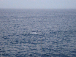 Whale in the Massachusetts Bay, from the Whale Watch boat