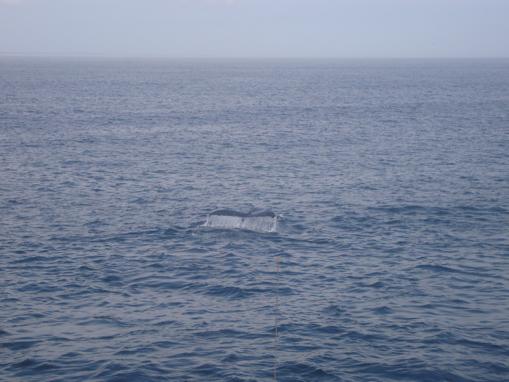 Whale in the Massachusetts Bay, from the Whale Watch boat