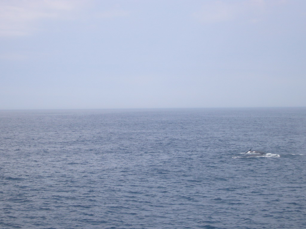 Whale in the Massachusetts Bay, from the Whale Watch boat