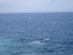 Whale and bird in the Massachusetts Bay, from the Whale Watch boat