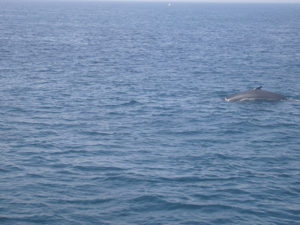 Whale in the Massachusetts Bay, from the Whale Watch boat