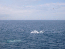 Whales in the Massachusetts Bay, from the Whale Watch boat