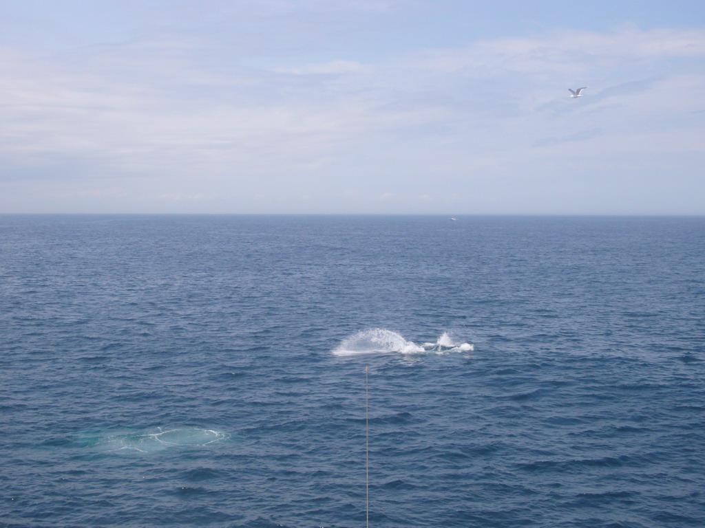 Whales in the Massachusetts Bay, from the Whale Watch boat