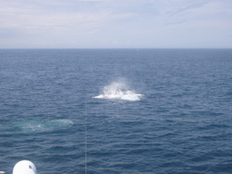 Whales in the Massachusetts Bay, from the Whale Watch boat