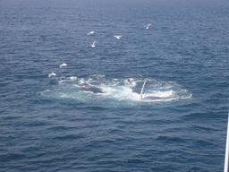 Whale and birds in the Massachusetts Bay, from the Whale Watch boat