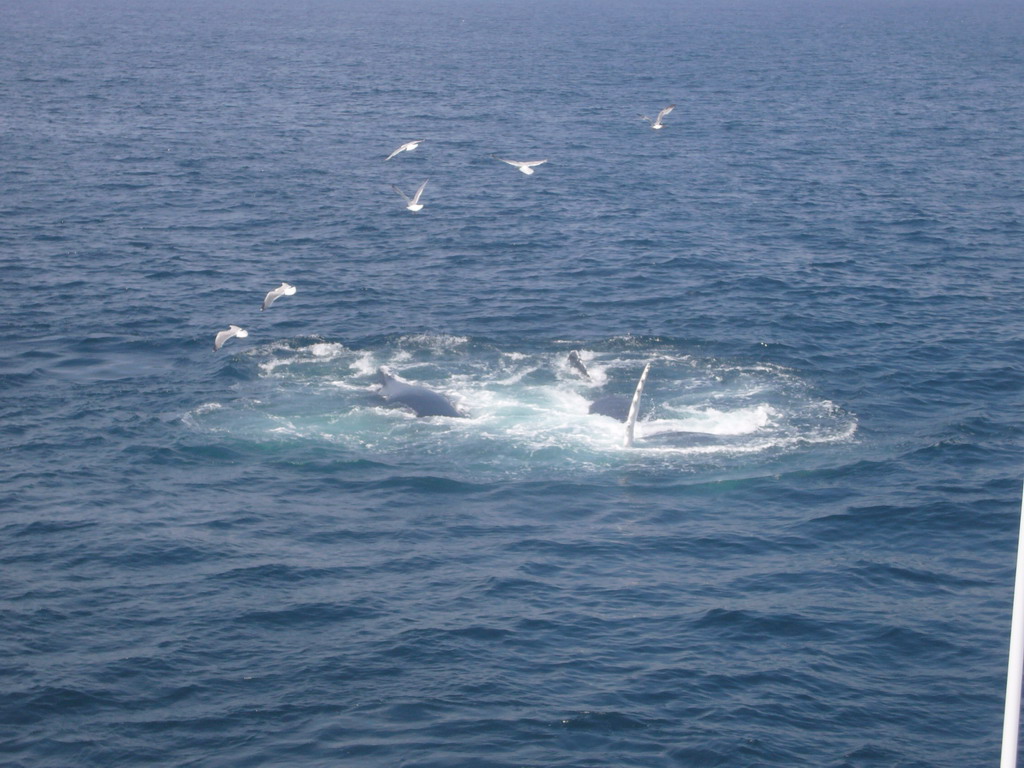 Whale and birds in the Massachusetts Bay, from the Whale Watch boat