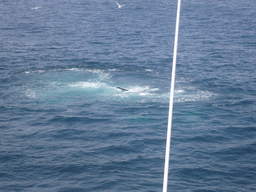 Whale and birds in the Massachusetts Bay, from the Whale Watch boat