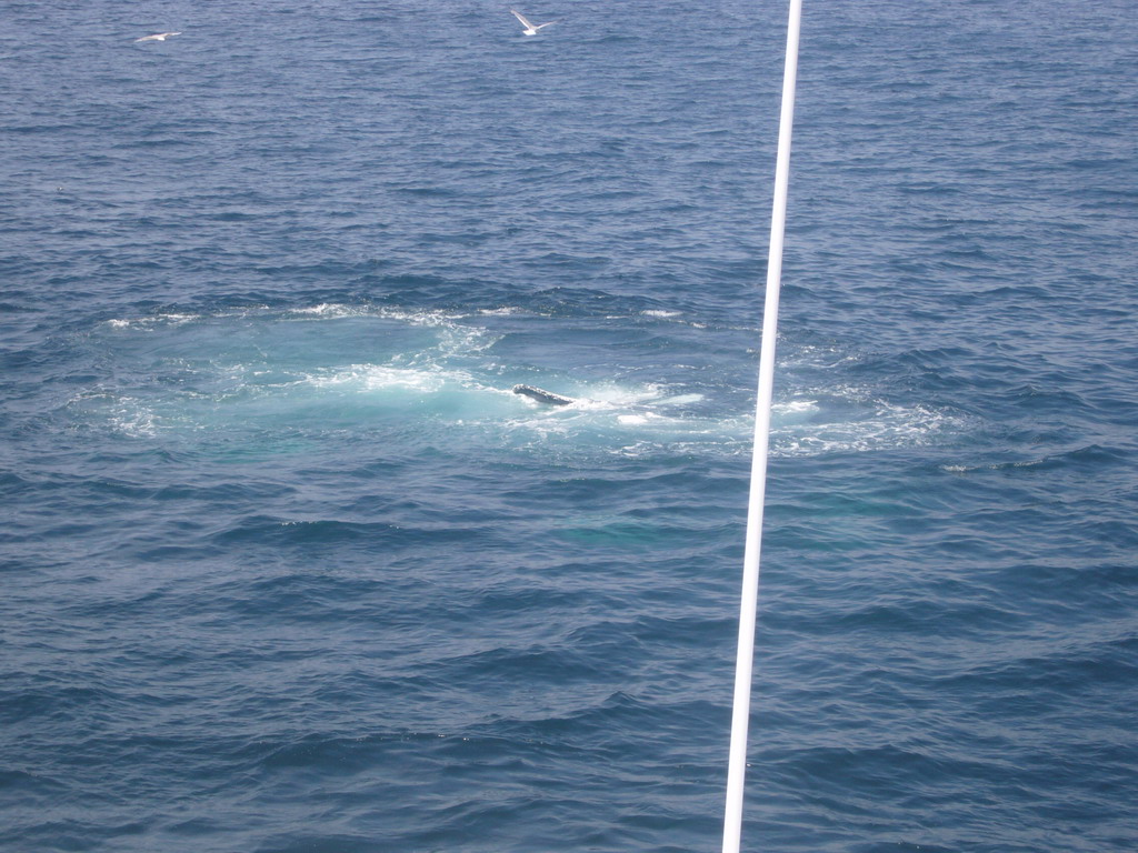 Whale and birds in the Massachusetts Bay, from the Whale Watch boat