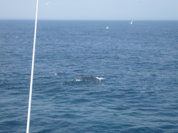 Whale and birds in the Massachusetts Bay, from the Whale Watch boat