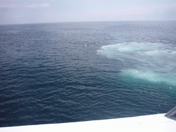 Whale in the Massachusetts Bay, from the Whale Watch boat