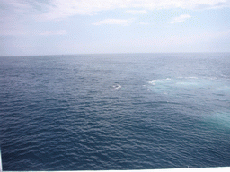 Whale in the Massachusetts Bay, from the Whale Watch boat