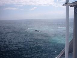 Whale in the Massachusetts Bay, from the Whale Watch boat