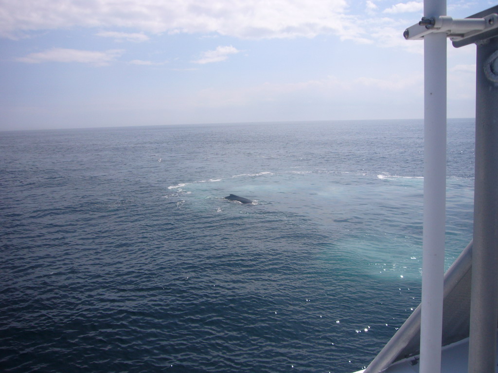 Whale in the Massachusetts Bay, from the Whale Watch boat