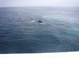 Whale in the Massachusetts Bay, from the Whale Watch boat
