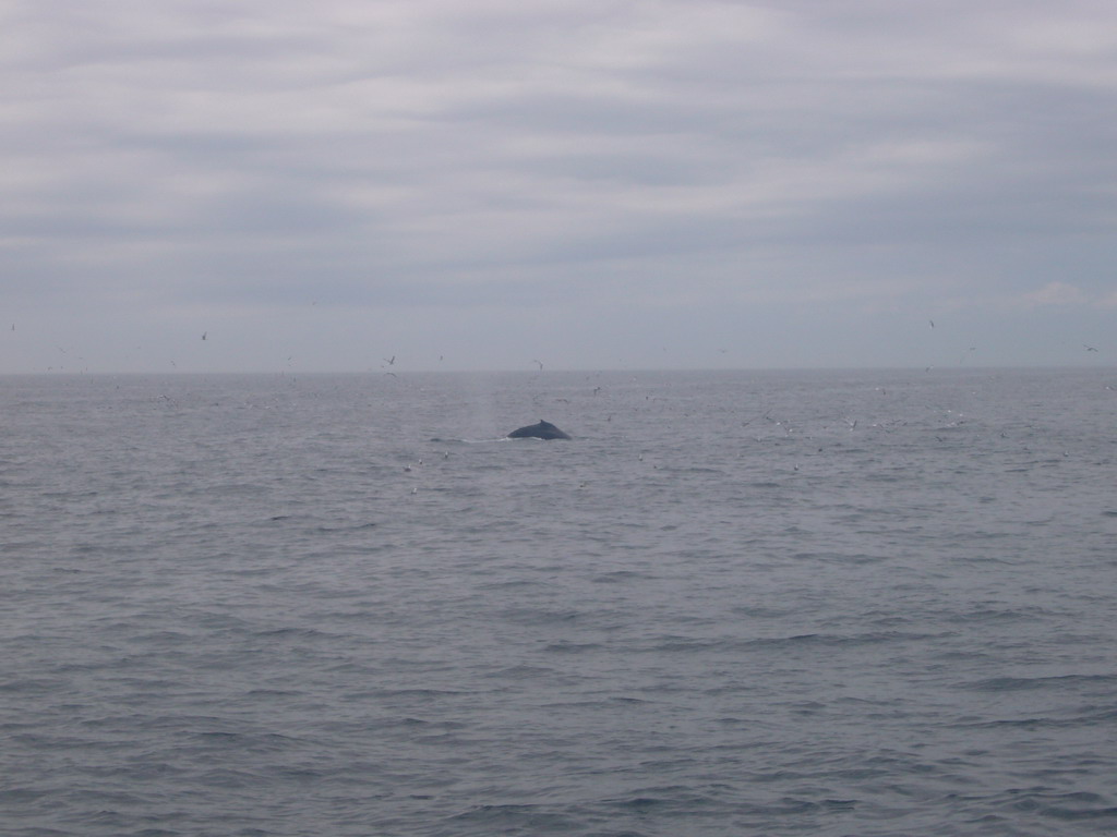 Whale and birds in the Massachusetts Bay, from the Whale Watch boat