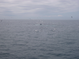 Whale and birds in the Massachusetts Bay, from the Whale Watch boat