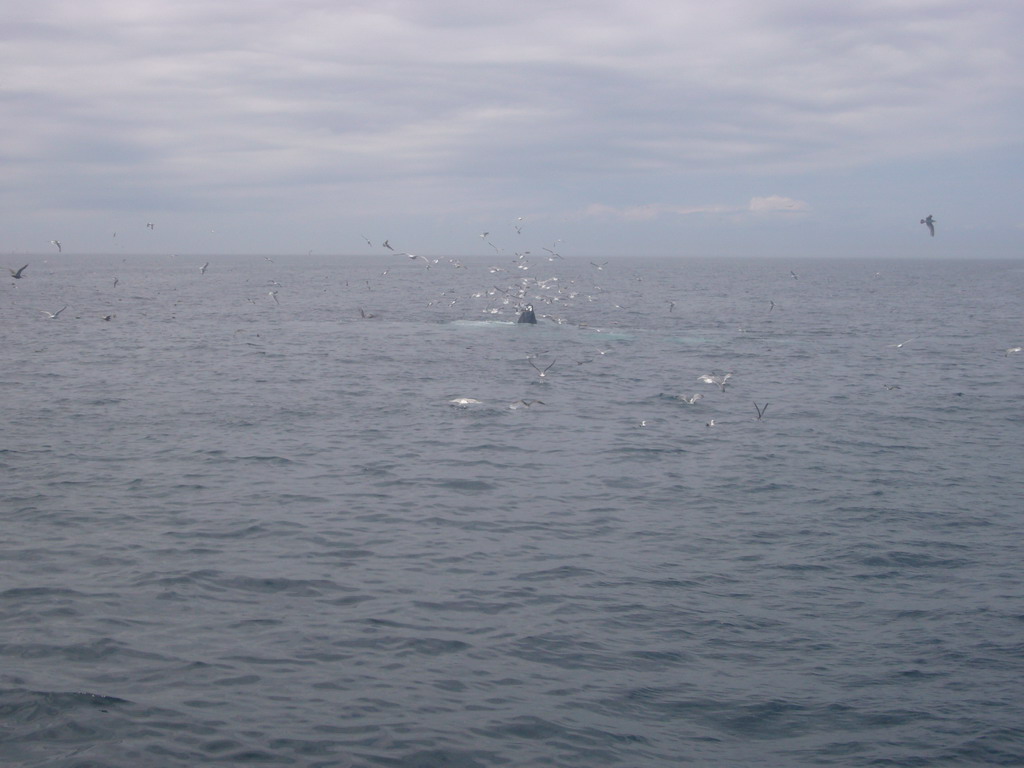 Whale and birds in the Massachusetts Bay, from the Whale Watch boat