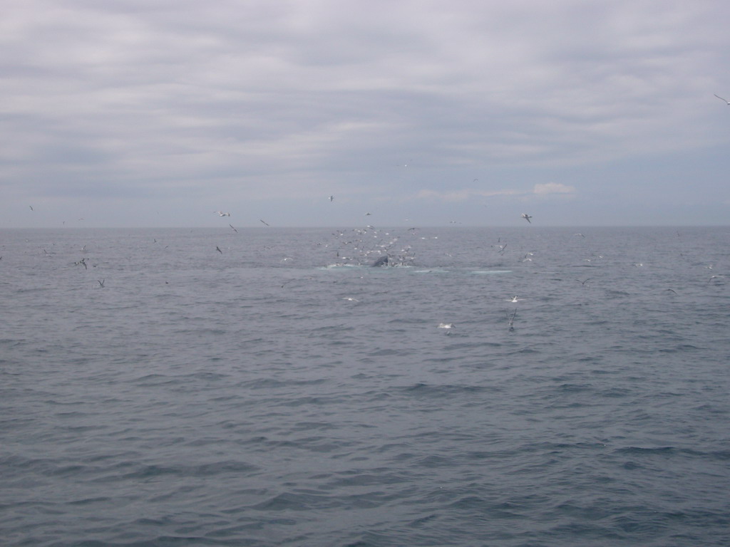 Whale and birds in the Massachusetts Bay, from the Whale Watch boat