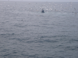 Whale and birds in the Massachusetts Bay, from the Whale Watch boat