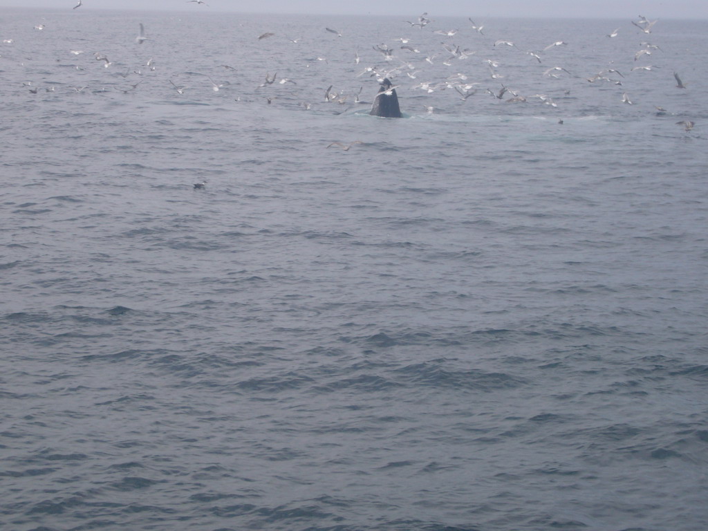 Whale and birds in the Massachusetts Bay, from the Whale Watch boat