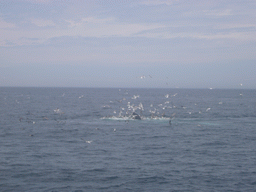 Whale and birds in the Massachusetts Bay, from the Whale Watch boat