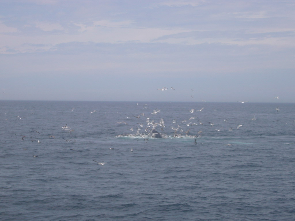 Whale and birds in the Massachusetts Bay, from the Whale Watch boat