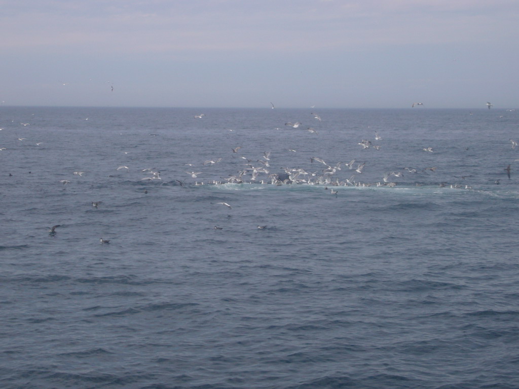 Whale and birds in the Massachusetts Bay, from the Whale Watch boat