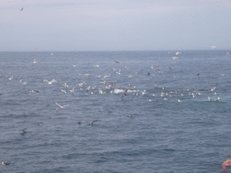 Whale and birds in the Massachusetts Bay, from the Whale Watch boat