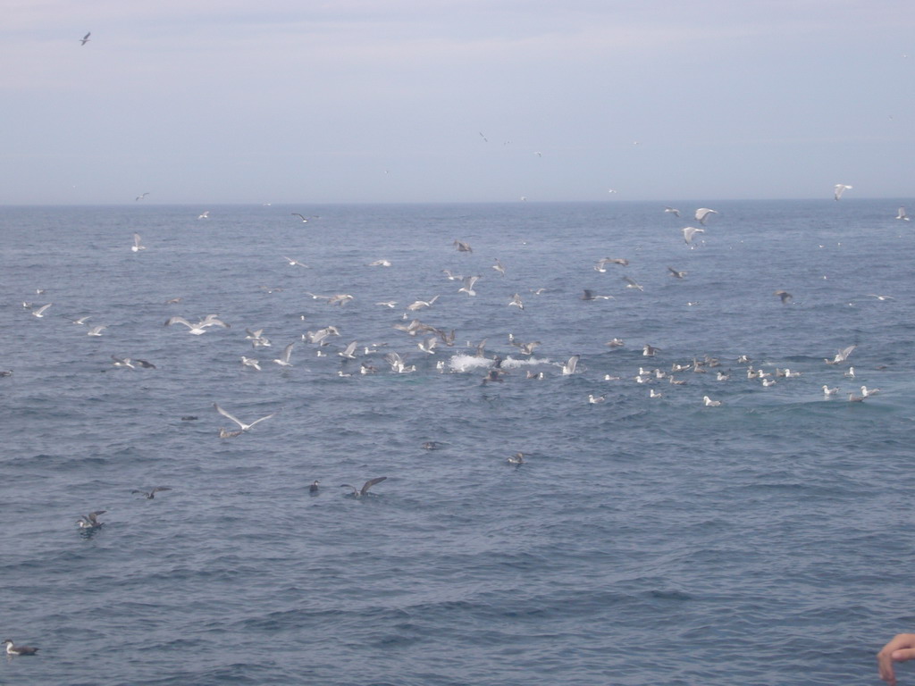 Whale and birds in the Massachusetts Bay, from the Whale Watch boat