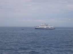 Whale and boat in the Massachusetts Bay, from the Whale Watch boat