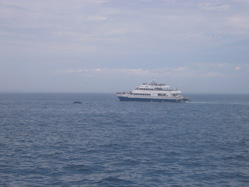 Whale and boat in the Massachusetts Bay, from the Whale Watch boat