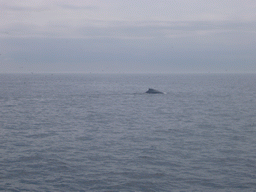 Whale in the Massachusetts Bay, from the Whale Watch boat