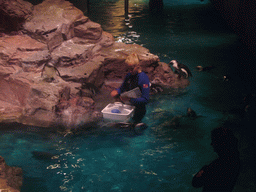 Zoo attendant feeding the penguins, in the New England Aquarium