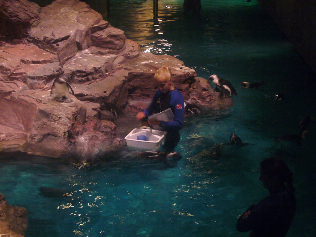 Zoo attendant feeding the penguins, in the New England Aquarium