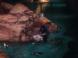 Zoo attendant feeding the penguins, in the New England Aquarium