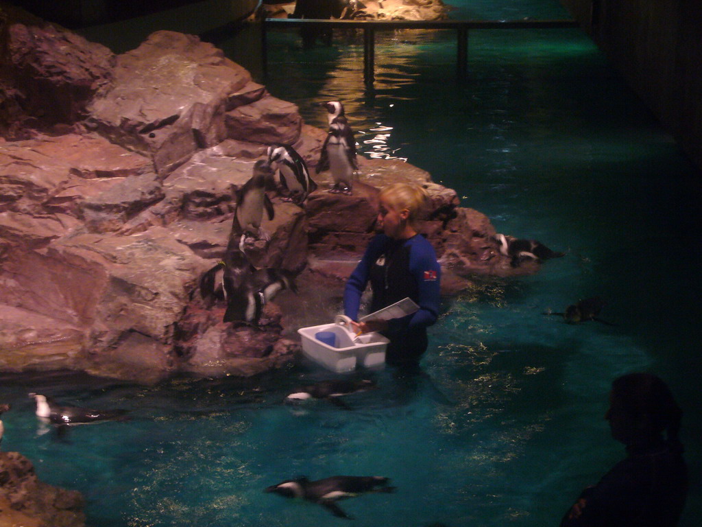 Zoo attendant feeding the penguins, in the New England Aquarium